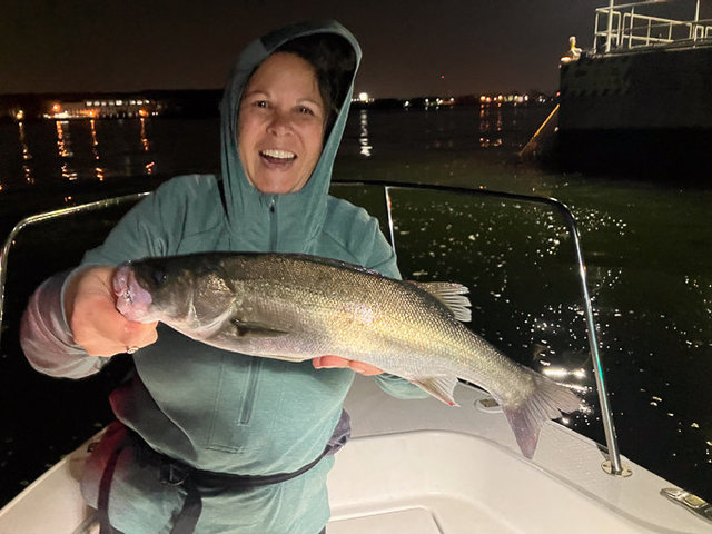 シーバス(スズキ)