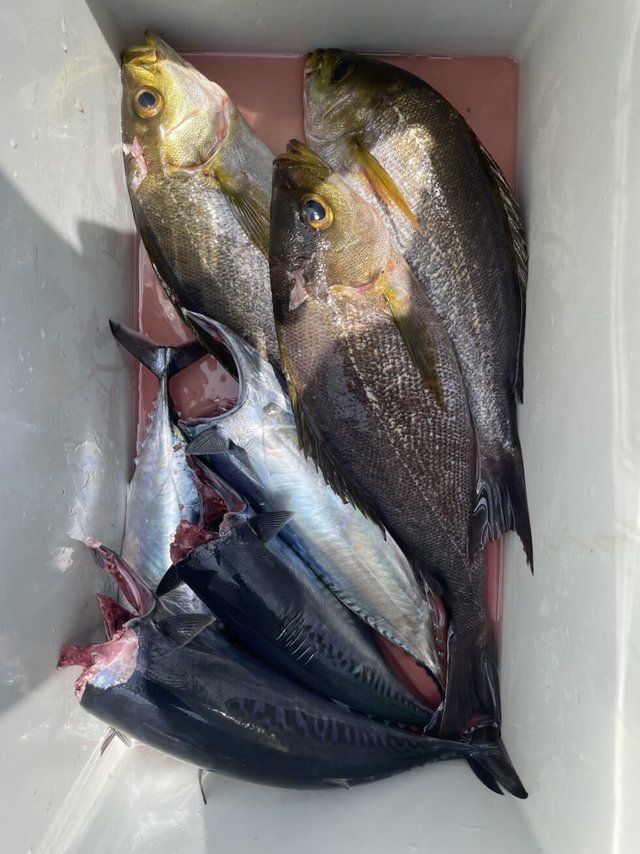 イサキ・サバ(ゴマサバ)