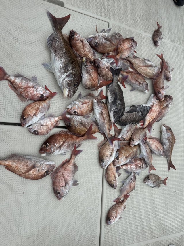 マダイ・クロダイ