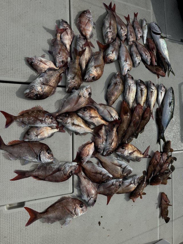 マダイ・アコウ(キジハタ)・ハマチ(ブリ)