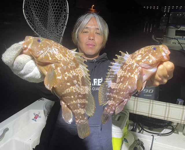 アコウ(キジハタ)