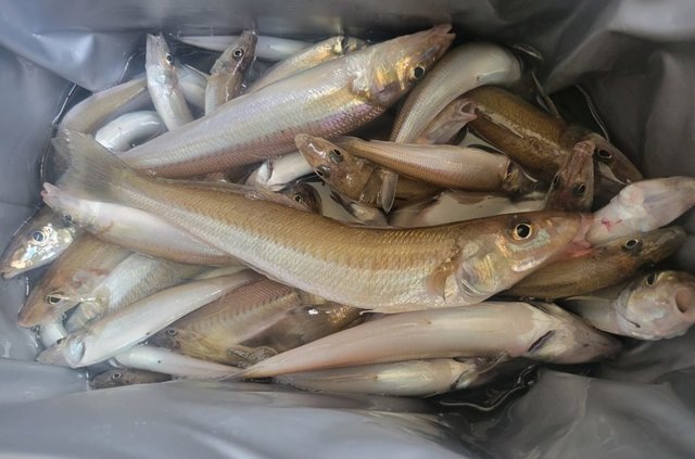 キス(シロギス)