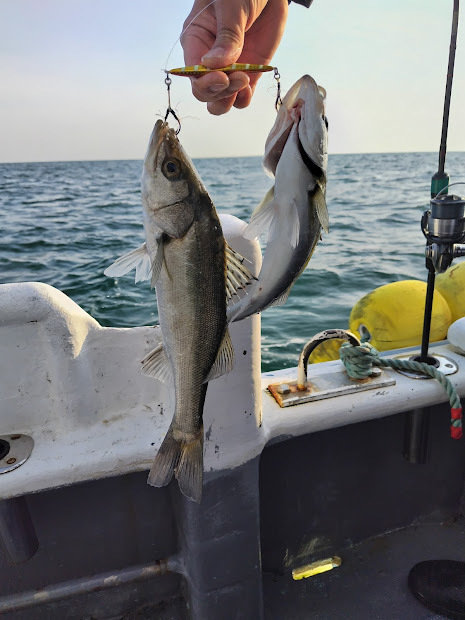 シーバス(スズキ)