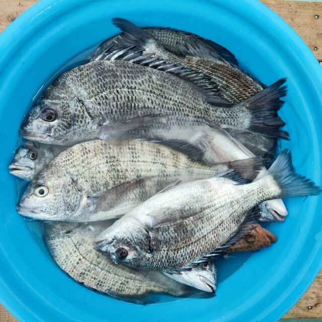 チヌ(クロダイ)