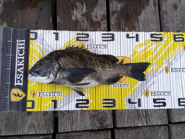 チヌ(クロダイ)