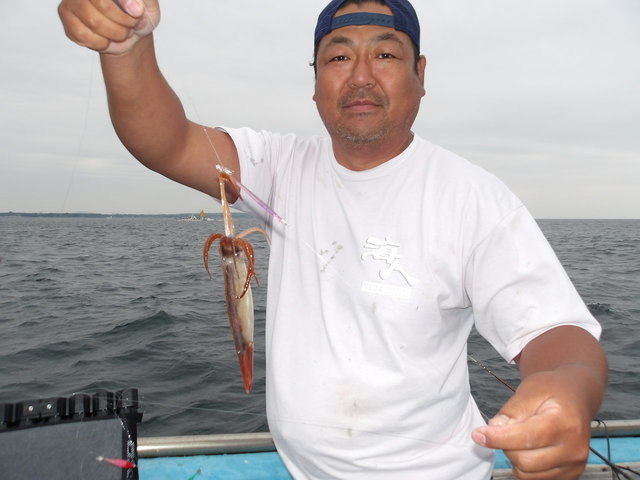 ムギイカ(スルメイカ)