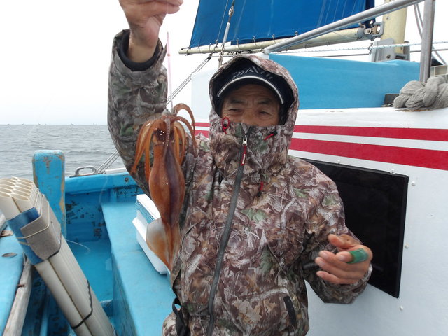 ムギイカ(スルメイカ)