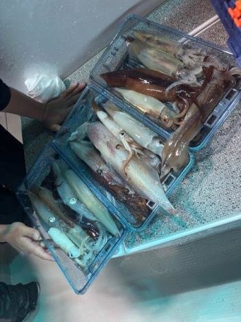 マイカ(ケンサキイカ)