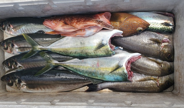 アジ(マアジ)・ヒラマサ・イサキ