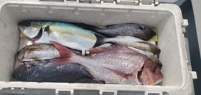 グレ(メジナ)・アジ(マアジ)・ヒラマサ・イサキ