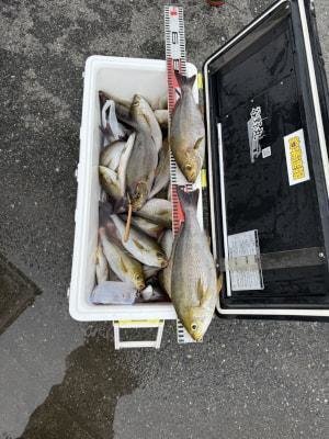 イサギ(イサキ)