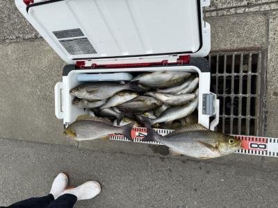 イサギ(イサキ)