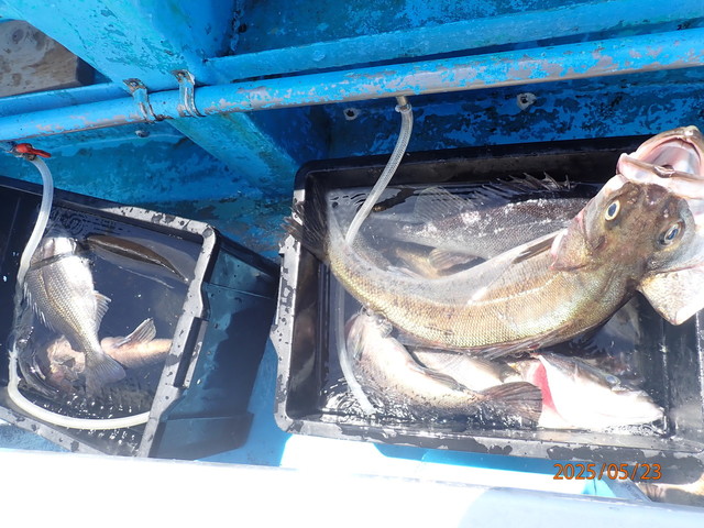 クロダイ・シーバス(スズキ)・クロソイ