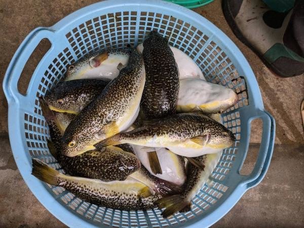 ショウサイフグ