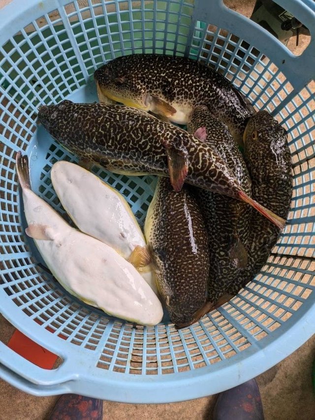 ショウサイフグ