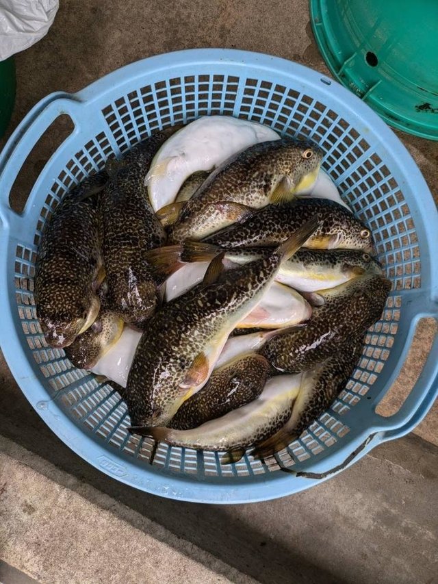 ショウサイフグ