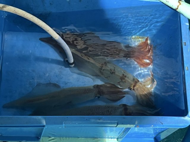 イカ(ケンサキイカ)