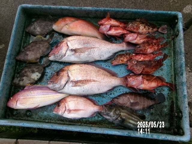 マダイ・マハタ・カサゴ・カワハギ