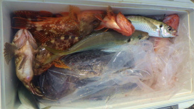 アジ(マアジ)・クロソイ・ウッカリカサゴ