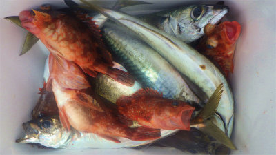 アジ(マアジ)・ウッカリカサゴ・サバ(ゴマサバ)