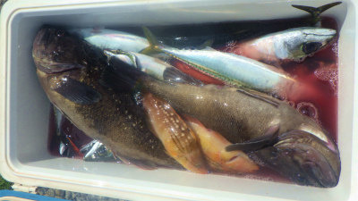 キジハタ・アジ(マアジ)・クロソイ