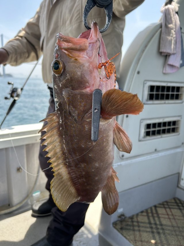 アコウ(キジハタ)