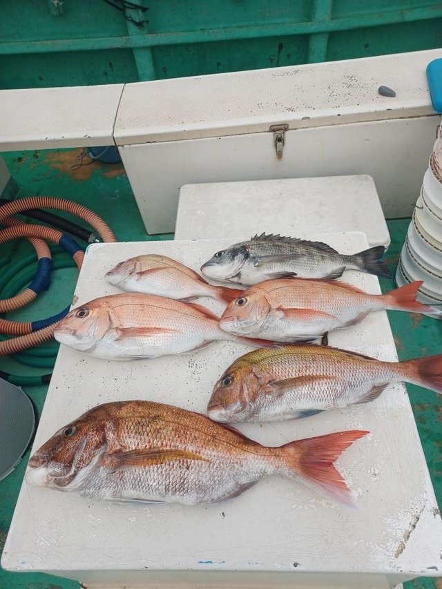 マダイ・クロダイ