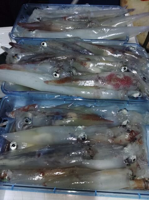 イカ(ヤリイカ)