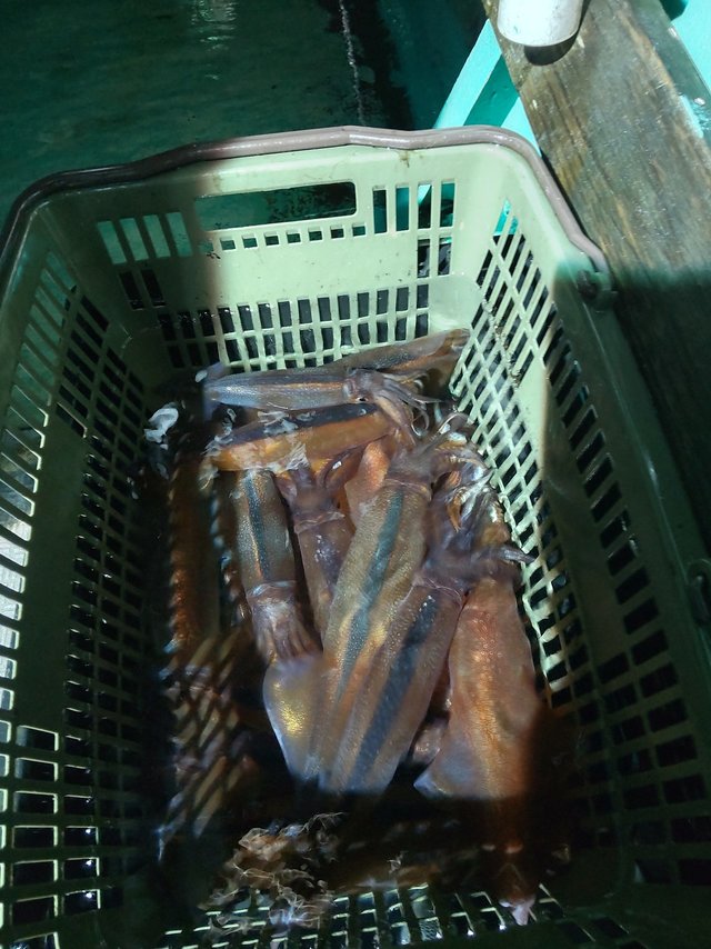 シロイカ(ケンサキイカ)・スルメ(スルメイカ)