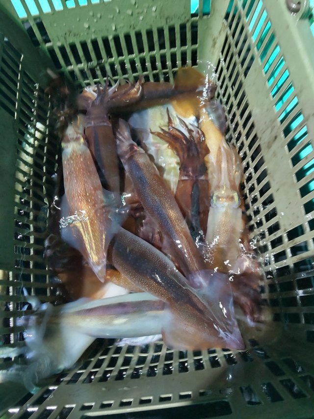 シロイカ(ケンサキイカ)・スルメ(スルメイカ)