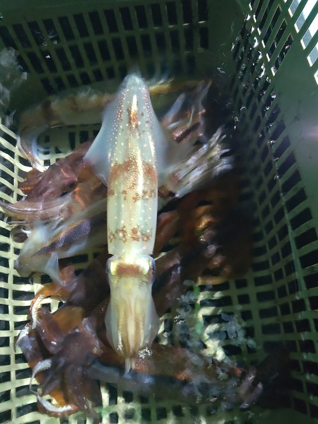 シロイカ(ケンサキイカ)・スルメ(スルメイカ)