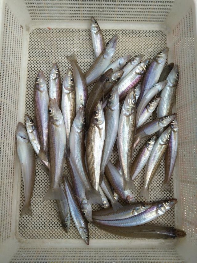 シロキス(シロギス)