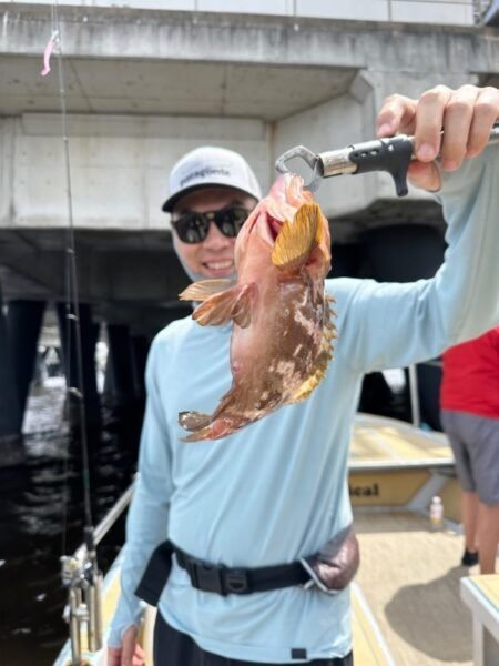 アコウ(キジハタ)