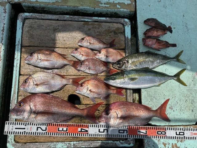 マダイ・マアジ・ハマチ(ブリ)