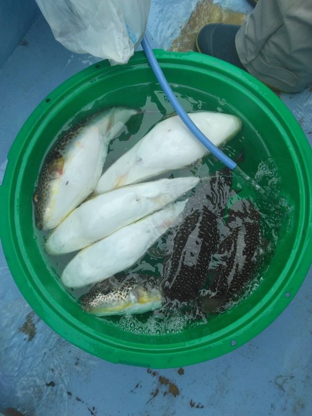 ショウサイフグ