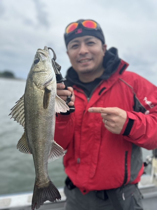 シーバス(スズキ)