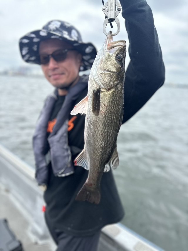 シーバス(スズキ)