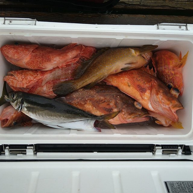 アコウ(キジハタ)・オニカサゴ・ガシラ(カサゴ)