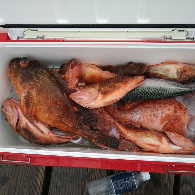 アコウ(キジハタ)・アジ(マアジ)・オニカサゴ・ガシラ(カサゴ)・サバ(ゴマサバ)