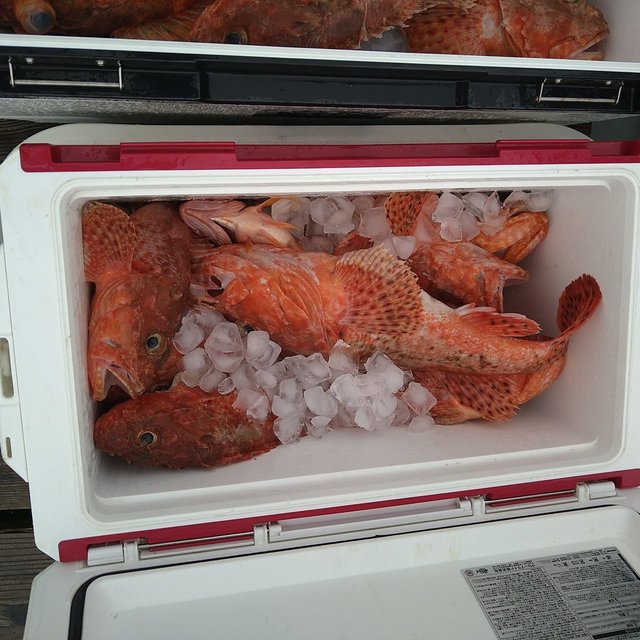 アコウ(キジハタ)・オニカサゴ・ガシラ(カサゴ)