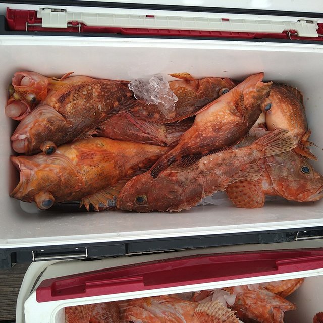 アコウ(キジハタ)・オニカサゴ・ガシラ(カサゴ)