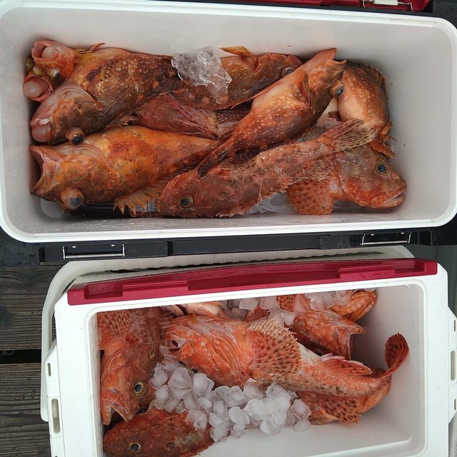 アコウ(キジハタ)・オニカサゴ・ガシラ(カサゴ)