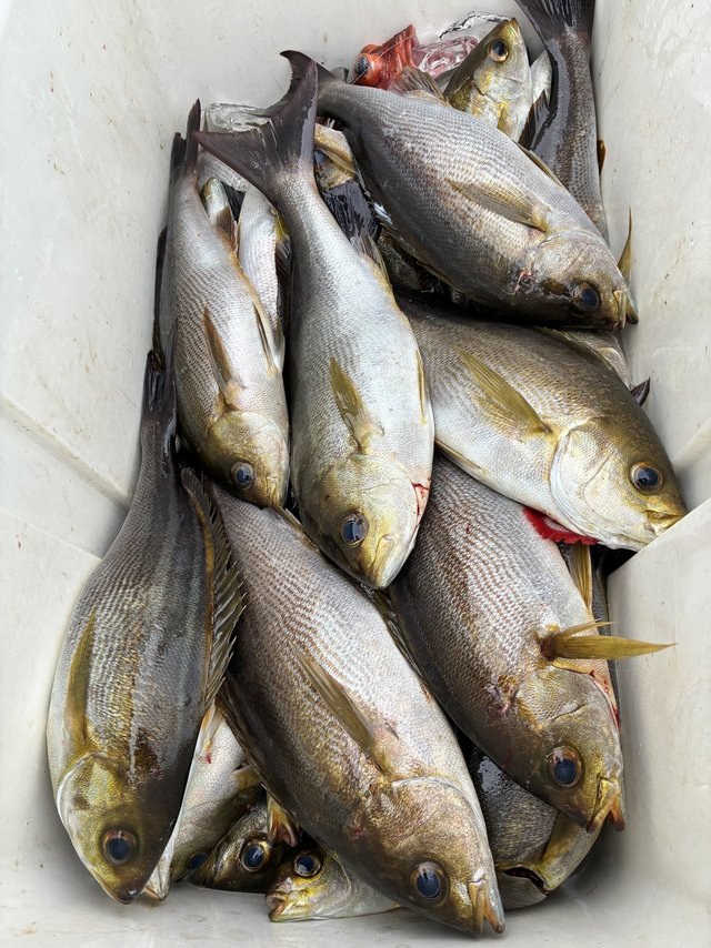 イサギ(イサキ)