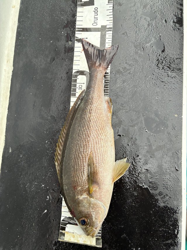 イサギ(イサキ)