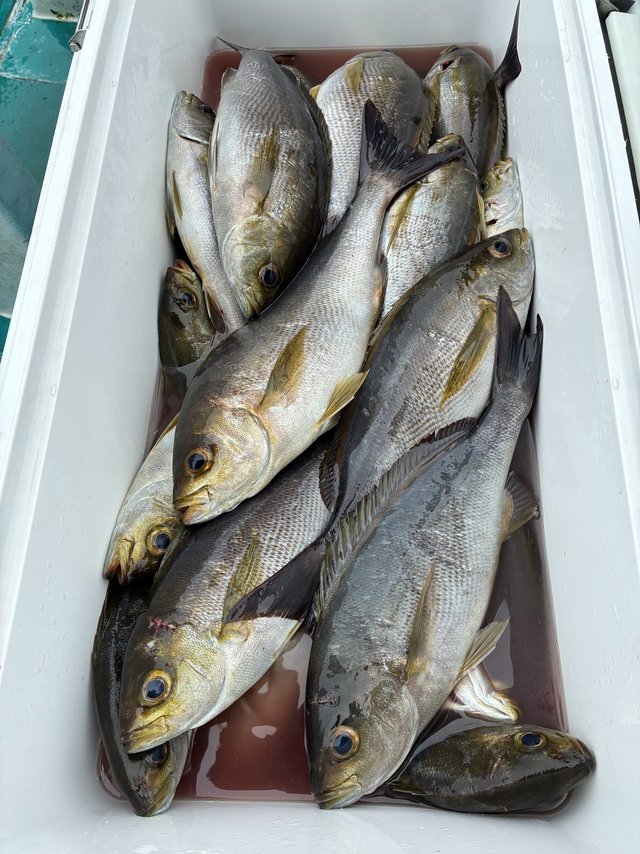 イサギ(イサキ)