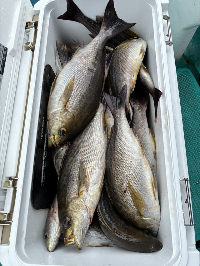 イサギ(イサキ)