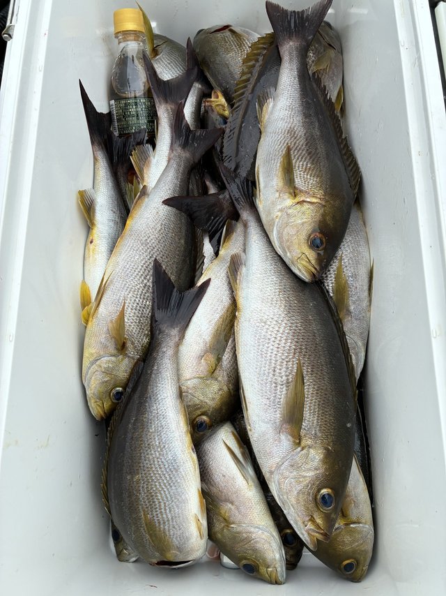 イサギ(イサキ)