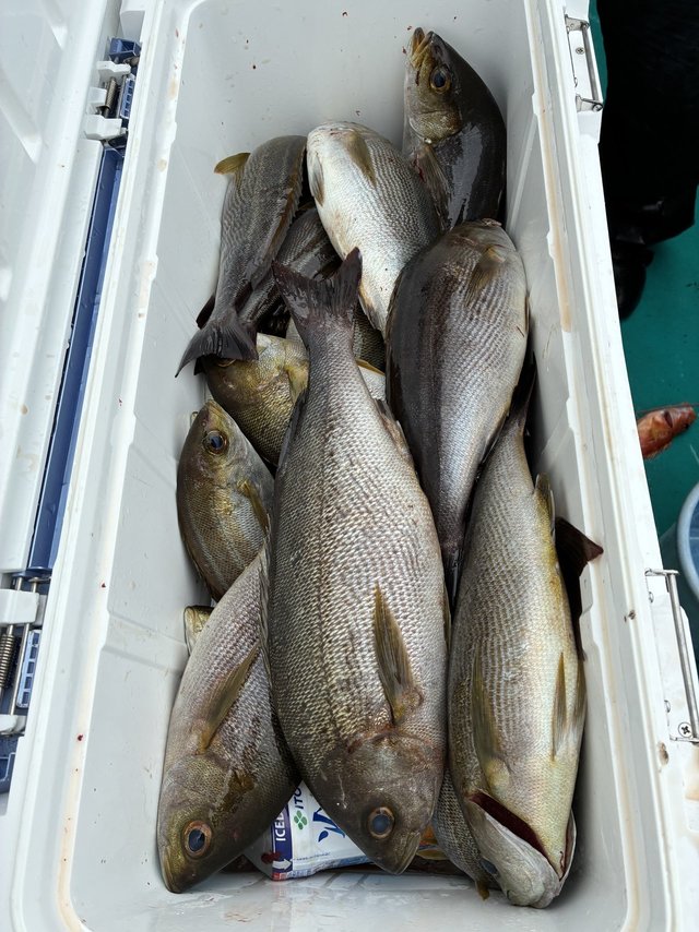 イサギ(イサキ)