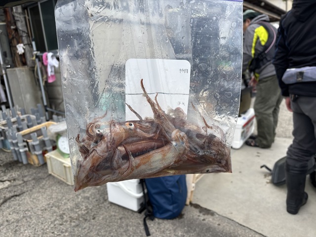 ムギイカ(スルメイカ)