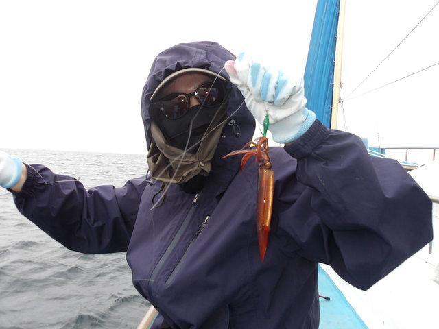 ムギイカ(スルメイカ)